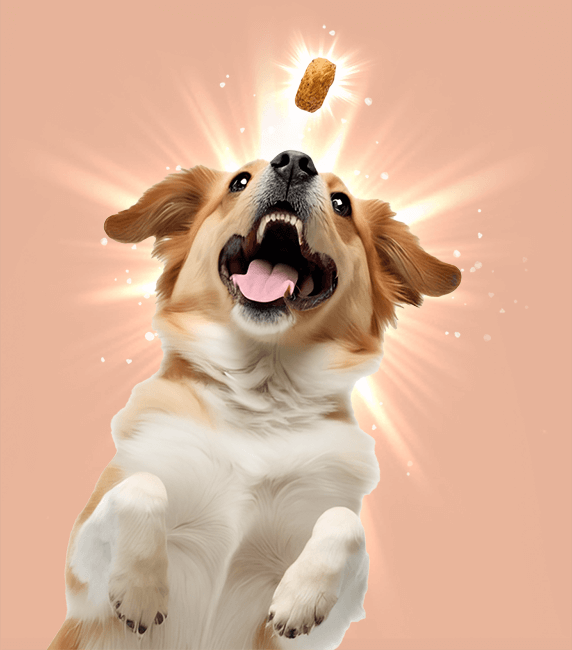 Happy jumping dog