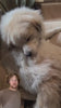 Pet Optimum customer video review by @jessica_p