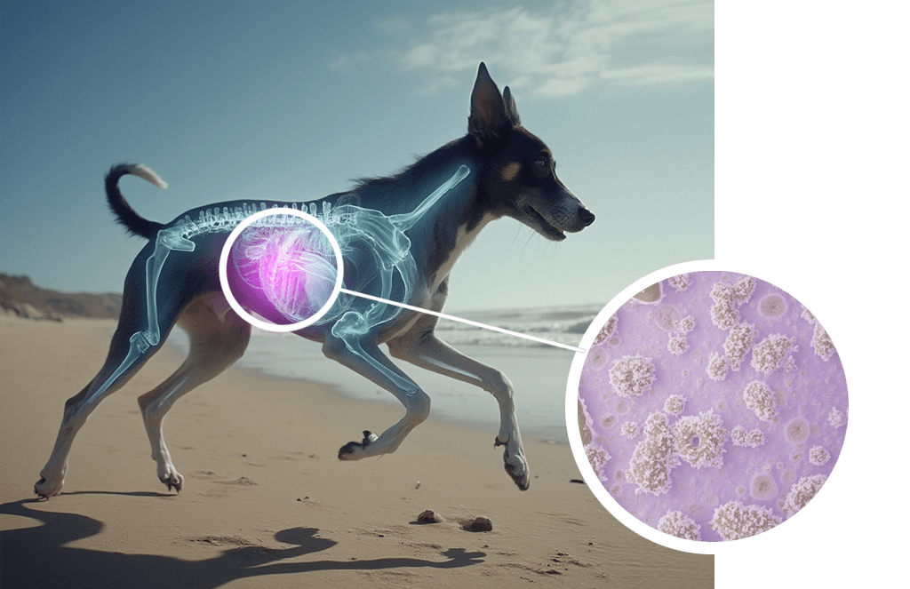 Dog digestive and gut support visual