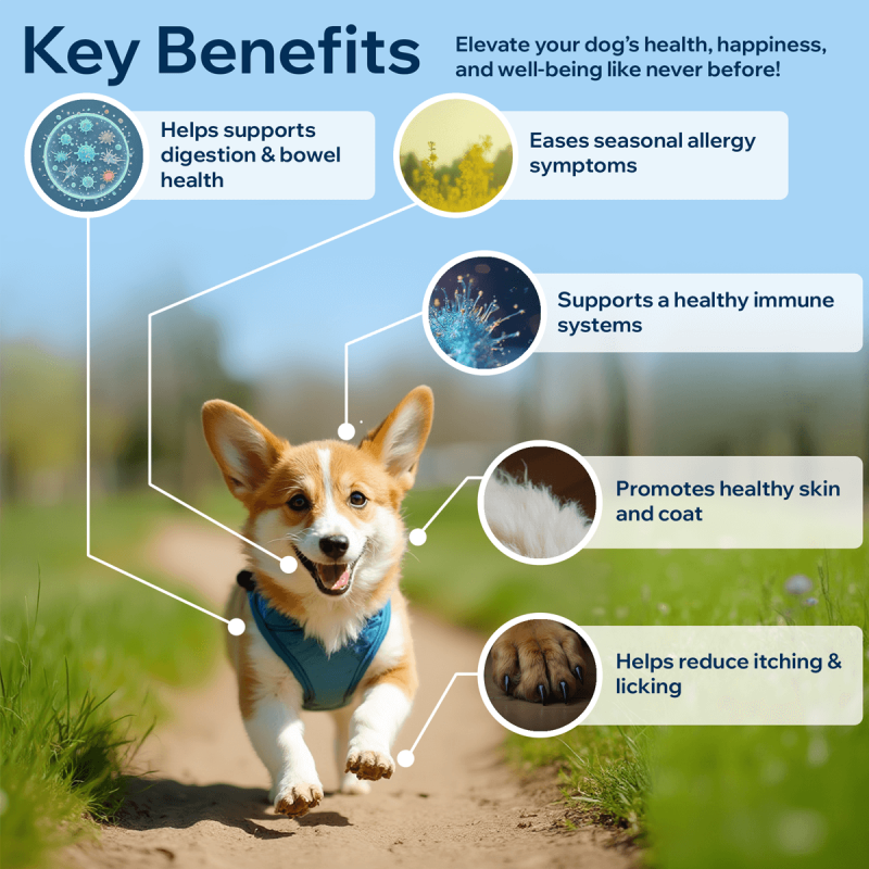 Probiotics for Dogs – Digestive & Gut Health Soft Chews - 90 Chews - Image 2