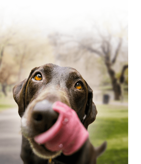 A happy dog admiring a potential snack as it looks up at floating dog chews.