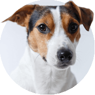 picture of a dog, beagle, on a off white background.